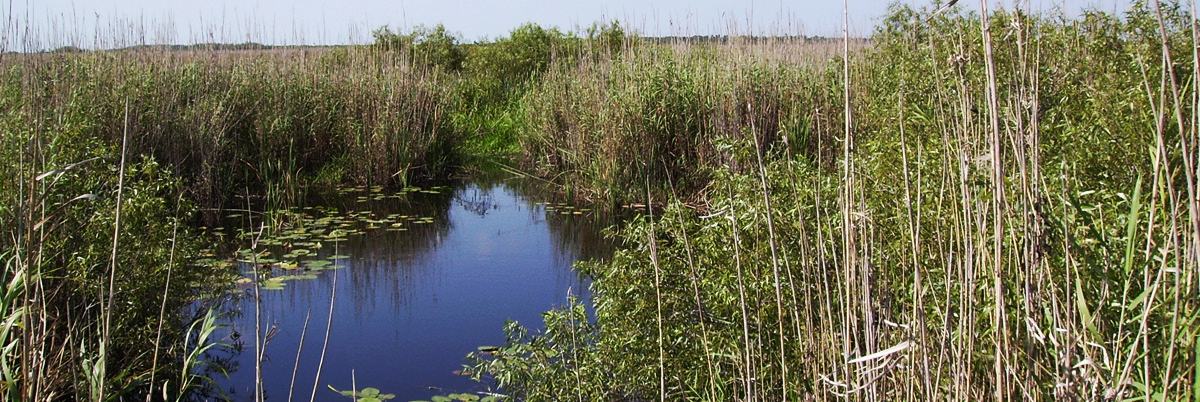 A view of wetlands near C-111 spreader canal. 